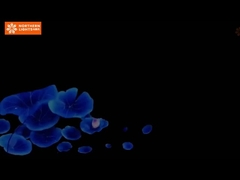 Mejorar las exposiciones y eventos de museos con experiencias inmersivas Proyección de cuevas inmersivas de 360 grados